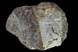 Unidentified, Partial Dinosaur Vertebra - Aguja Formation, Texas #116827-3